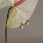 ARO TALLO ORO VALMO STUDIO